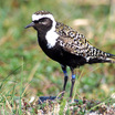 American Golden-Plover